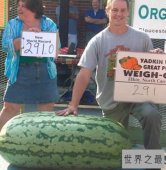 世界上最大的西瓜，美国的“西瓜王”300斤（巨大如磐石）
