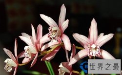 世界十大名花排行,玫瑰比黄金还贵【附名花花语】