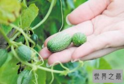世界上最小的西瓜，墨西哥酸黃瓜（小到只有3厘米长）