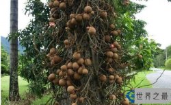 世界上最神奇的炸弹树，果实相当于“炸弹”