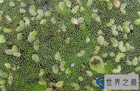 世界最大的花pk世界最小的花 谁胜谁负？