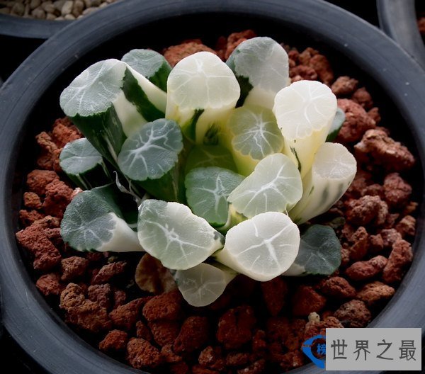 名贵多肉植物Top10万象锦 市场价：上等品16000—20000元
