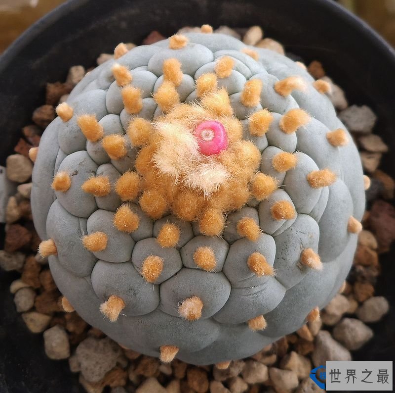 名贵多肉植物Top10银冠玉 市场价：单颗6000元