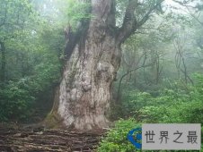 世界上的十大古树