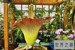 世界上最臭的十大植物排行榜