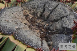 世界十大奇特之物，第三是活血圣药，红唇美女排第十