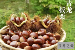 全国板栗十大排行，迁西板栗上榜，第六被称为东方珍珠