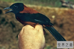 世界上最毒的十种鸟，黑头林鵙鹟毒性最强，蓝顶鹛鸫排第二