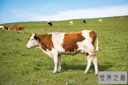 世界十大肉牛品种排名，比利时蓝牛拍第六，日本和牛最顶级