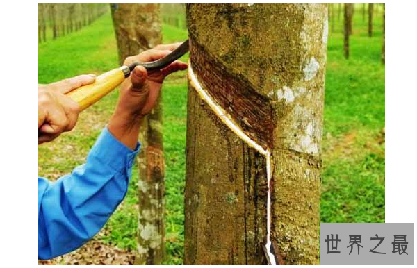 全球十大橡胶产国 泰国位列世界第一，中国排名第五
