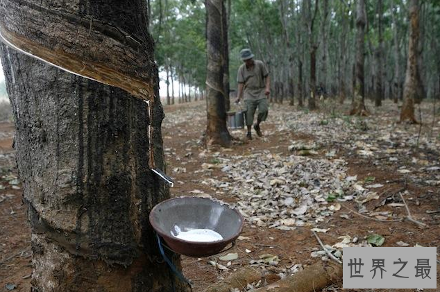全球十大橡胶产国 泰国位列世界第一，中国排名第五