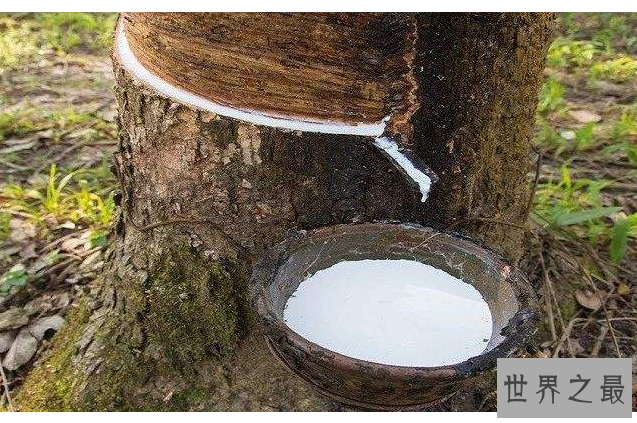 全球十大橡胶产国 泰国位列世界第一，中国排名第五