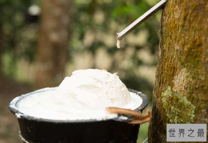 全球十大橡胶产国 泰国位列世界第一，中国排名第五