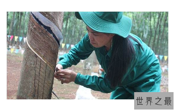 全球十大橡胶产国 泰国位列世界第一，中国排名第五