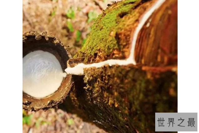 全球十大橡胶产国 泰国位列世界第一，中国排名第五