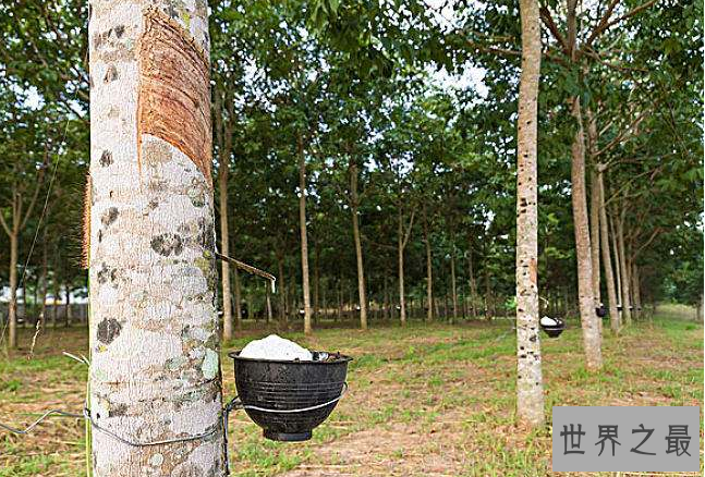 全球十大橡胶产国 泰国位列世界第一，中国排名第五
