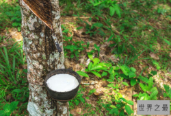 全球十大橡胶产国 泰国位列世界第一，中国排名第五