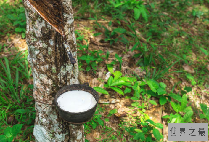 全球十大橡胶产国 泰国位列世界第一，中国排名第五