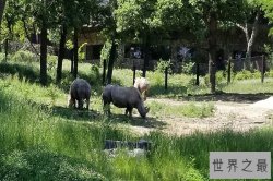 世界十大最佳动物园 奥马哈动物园上榜第七是野生动物园模式