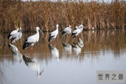 中国世遗总数第一 黄（渤）海候鸟栖息地与良渚古城申遗成功