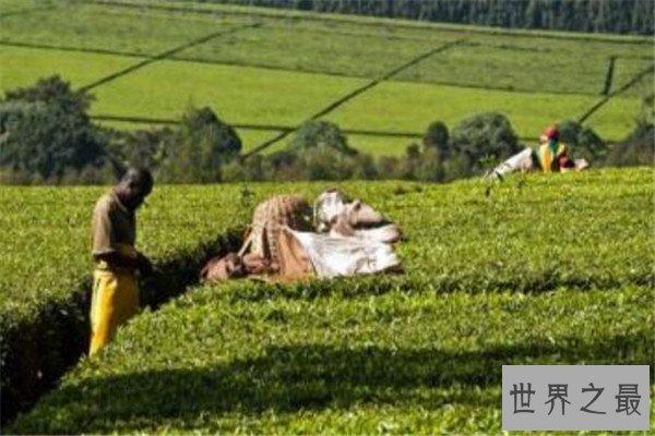 世界饮茶十大国家 巴基斯坦上榜，第一不是中国