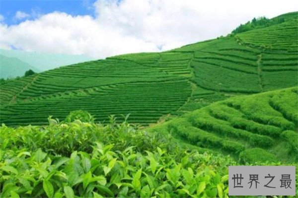 世界饮茶十大国家 巴基斯坦上榜，第一不是中国