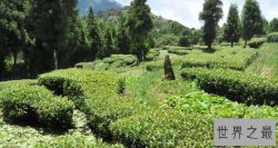 世界十大昂贵茶叶,第一来自中国800多万元一公斤