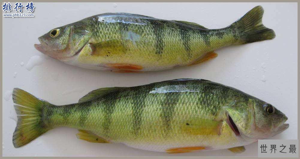 美国最著名的鲈鱼:黄金鲈鱼是什么品种 可以吃吗?