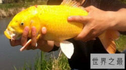 美国最著名的鲈鱼：黄金鲈鱼是什么品种 可以吃吗？