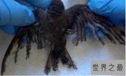 世界上最大的太阳能发电站，伊凡帕太阳能发电站（鸟类的死亡之地）