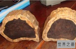 世界五大最名贵木材排行榜，各个都是木头宝贝