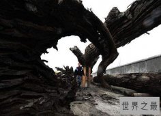 世界上最贵的乌木，60万一吨高价卖出