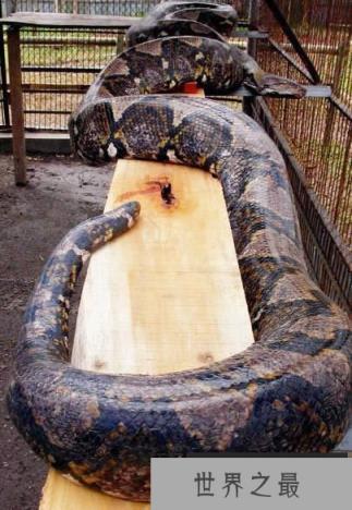 世界上最重的蛇，巴西炸出重1吨长10米巨蟒(视频)(www.1357vip.com)