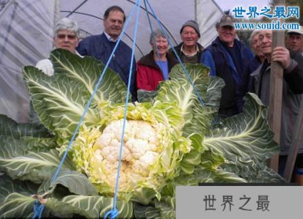 世界上最大的花菜,英国老汉种出54斤花菜(www.1357vip.com)