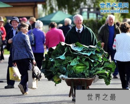 世界上最大的花菜,英国老汉种出54斤花菜(www.1357vip.com)