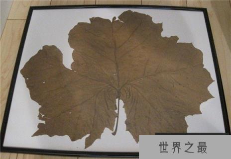 和树有关的吉尼斯世界纪录，最大的树叶长0.5米(www.1357vip.com)