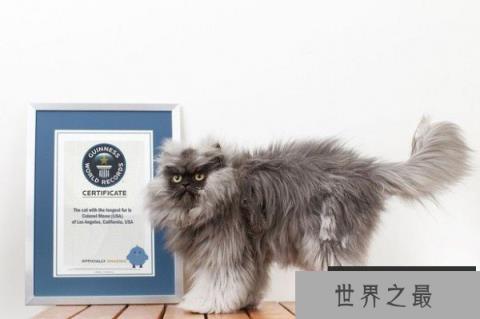 疯狂吉尼斯：世界上毛最长的猫(毛长22.87厘米)(www.1357vip.com)