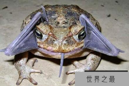 世界上最大的蟾蜍,海蟾蜍(长0.4米/重6斤)(www.1357vip.com)