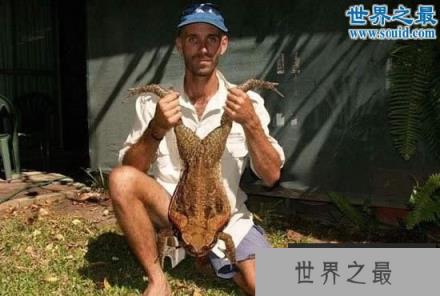 世界上最大的蟾蜍,海蟾蜍(长0.4米/重6斤)(www.1357vip.com)