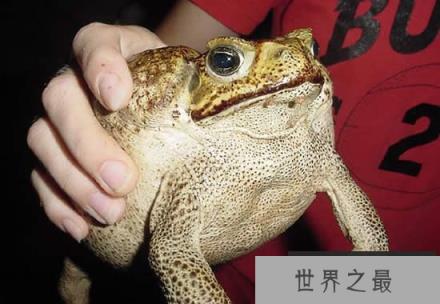 世界上最大的蟾蜍,海蟾蜍(长0.4米/重6斤)(www.1357vip.com)