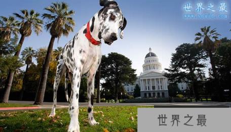 世界上最大的狗和最小的狗相遇(www.1357vip.com)