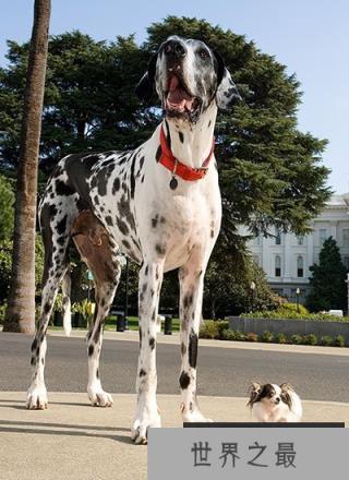 世界上最大的狗和最小的狗相遇(www.1357vip.com)