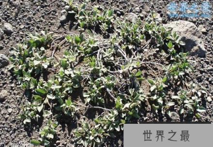 世界上最矮的树，矮柳(只有3-5厘米高)(www.1357vip.com)