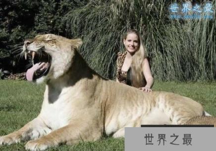 世界上最大的猫科动物，美国狮虎(长3.3米)(www.1357vip.com)
