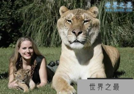 世界上最大的猫科动物，美国狮虎(长3.3米)(www.1357vip.com)