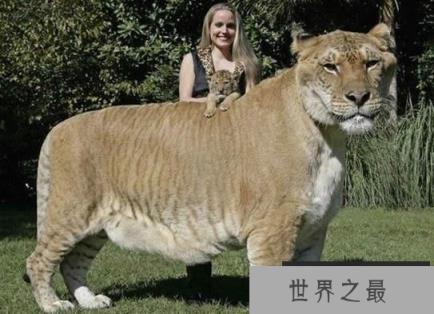 世界上最大的猫科动物，美国狮虎(长3.3米)(www.1357vip.com)