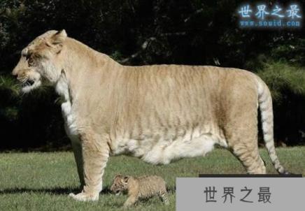 世界上最大的猫科动物，美国狮虎(长3.3米)(www.1357vip.com)
