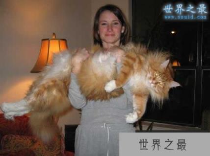 世界上最长的猫，长达1.23米(图)(www.1357vip.com)