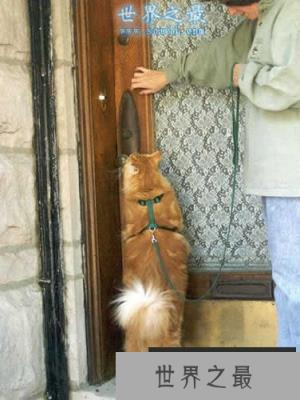 世界上最长的猫，长达1.23米(图)(www.1357vip.com)