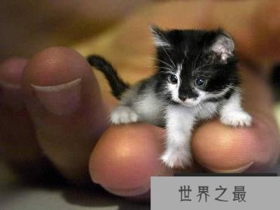 世界上最小的猫,比可乐罐还小(组图)(www.1357vip.com)